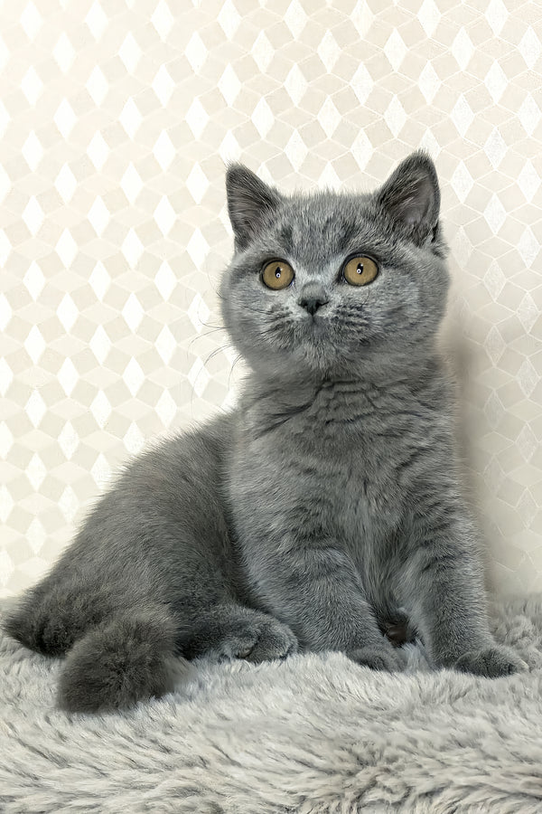 Leona | British Shorthair Kitten