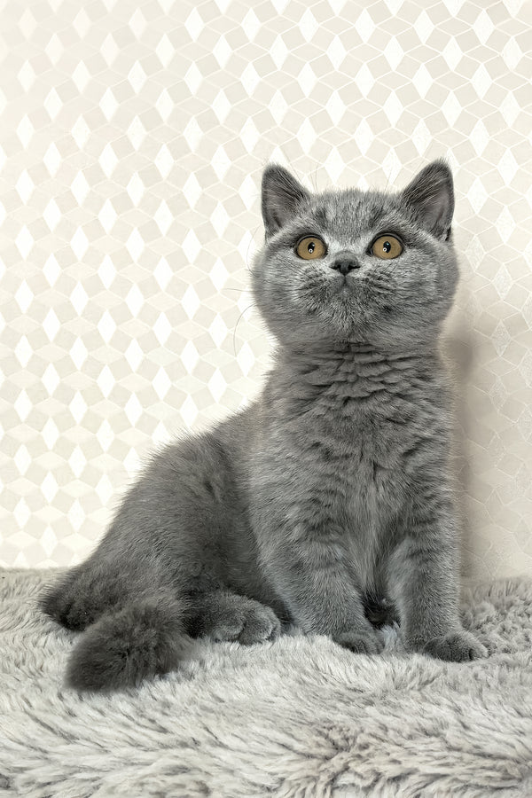 Leona | British Shorthair Kitten