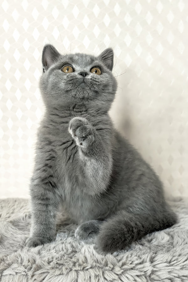Leona | British Shorthair Kitten