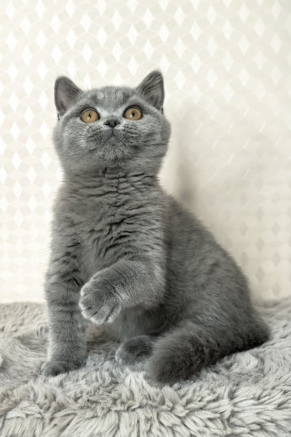 Leona | British Shorthair Kitten
