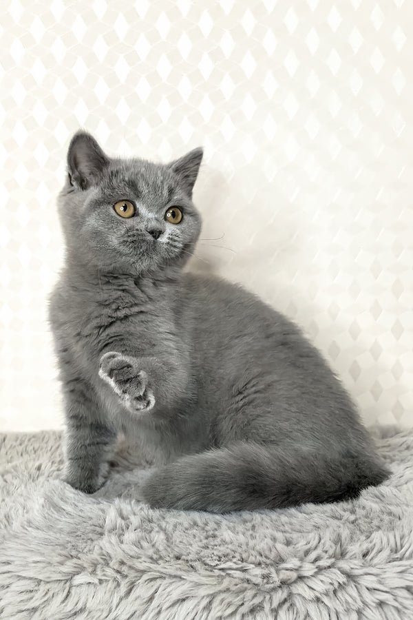 Leona | British Shorthair Kitten