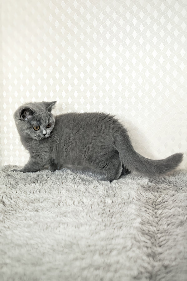 Leona | British Shorthair Kitten