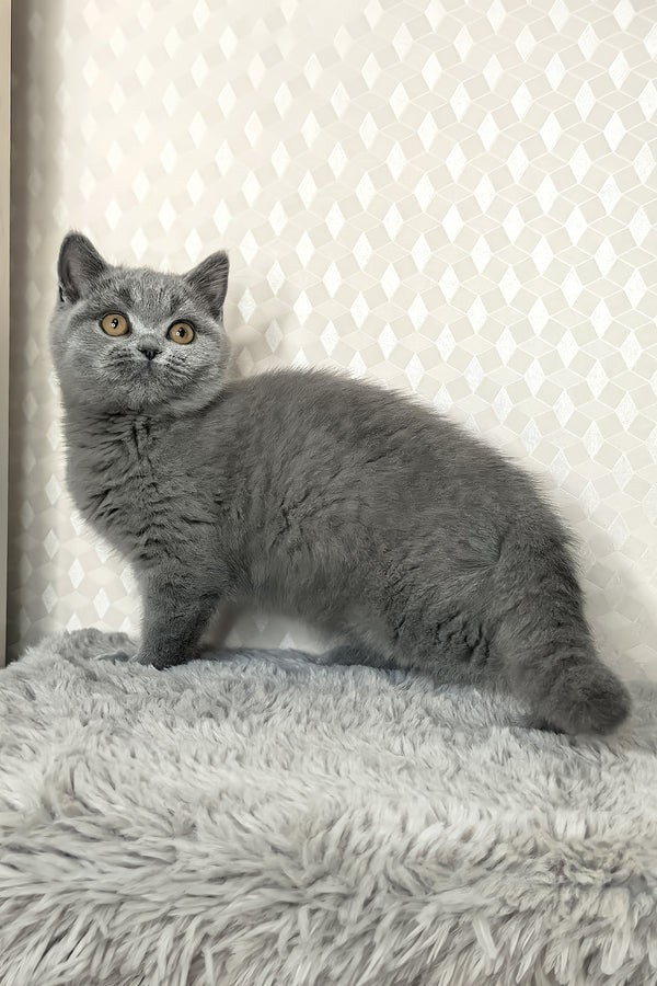 Leona | British Shorthair Kitten