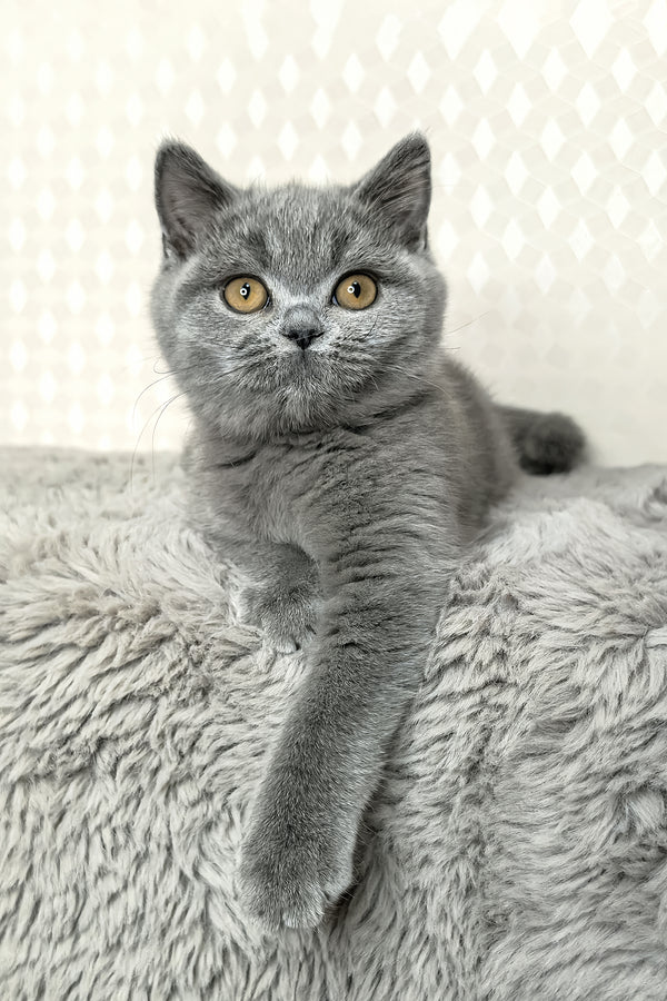 Leona | British Shorthair Kitten