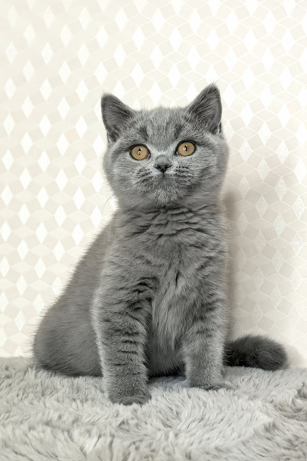 Leona | British Shorthair Kitten