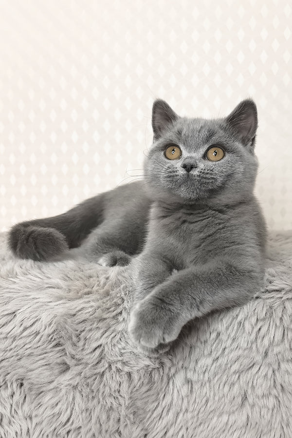Leona | British Shorthair Kitten