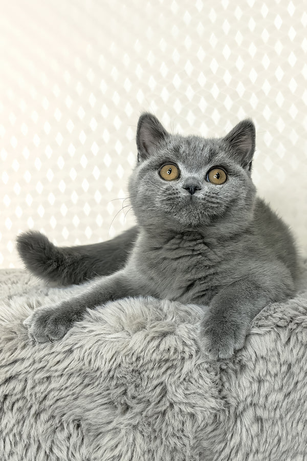 Leona | British Shorthair Kitten