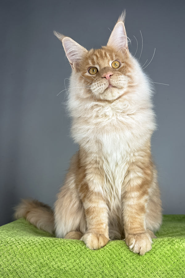 Leonardo | Maine Coon Kitten