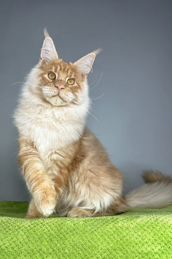 Leonardo | Maine Coon Kitten