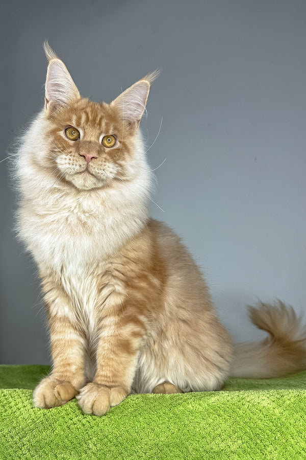 Leonardo | Maine Coon Kitten