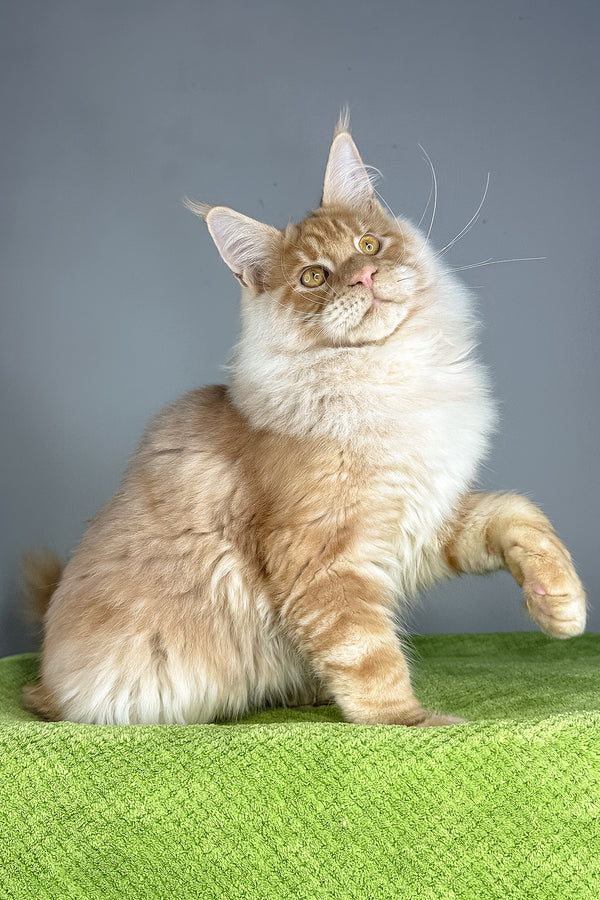 Leonardo | Maine Coon Kitten