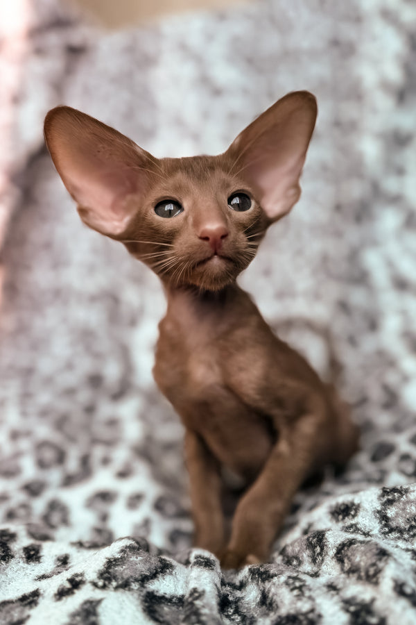 Lionel | Oriental Shorthair Kitten