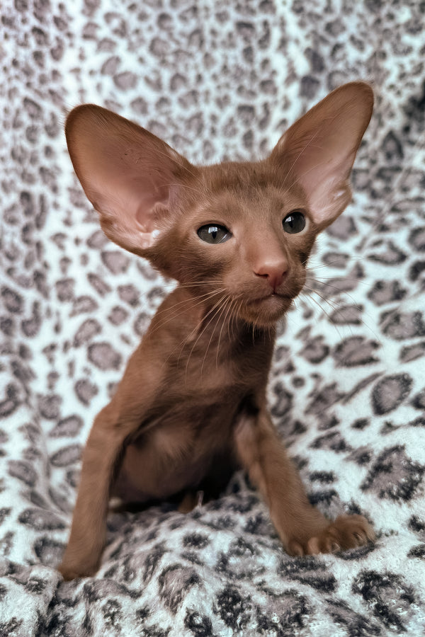 Lionel | Oriental Shorthair Kitten