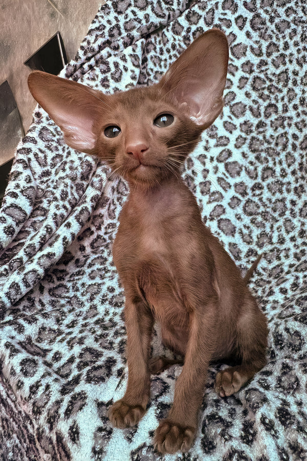 Lionel | Oriental Shorthair Kitten