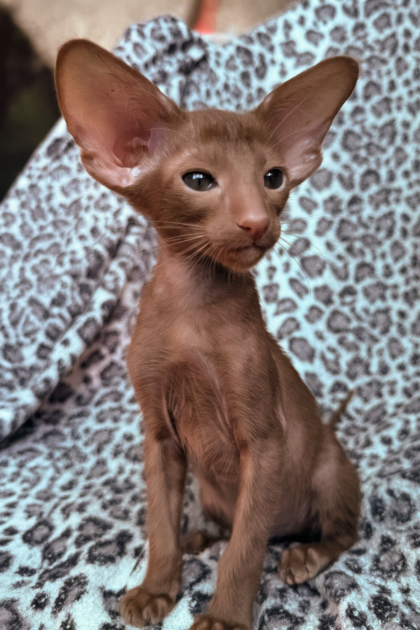 Lionel | Oriental Shorthair Kitten