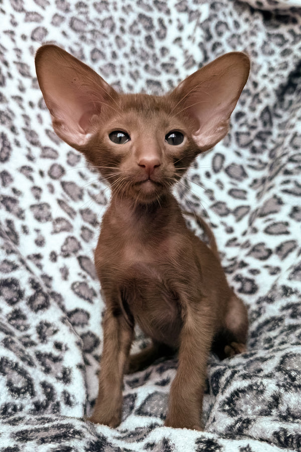 Lionel | Oriental Shorthair Kitten