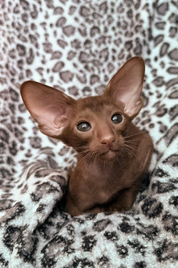 Lionel | Oriental Shorthair Kitten