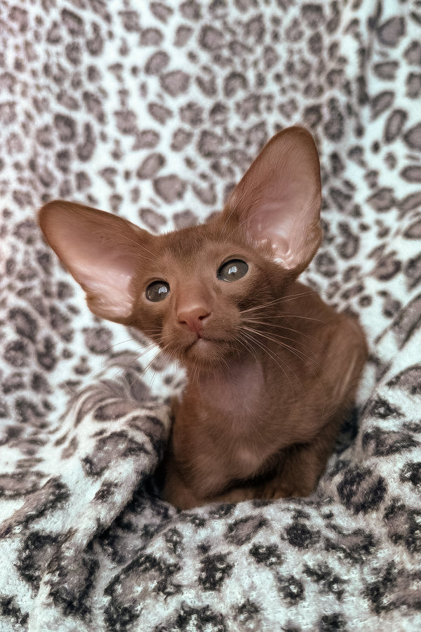 Lionel | Oriental Shorthair Kitten