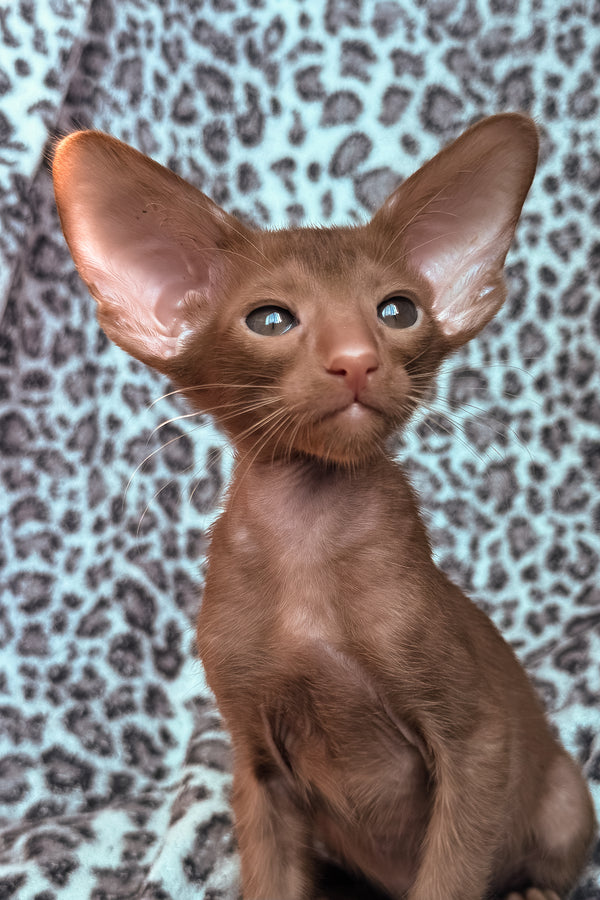Lionel | Oriental Shorthair Kitten