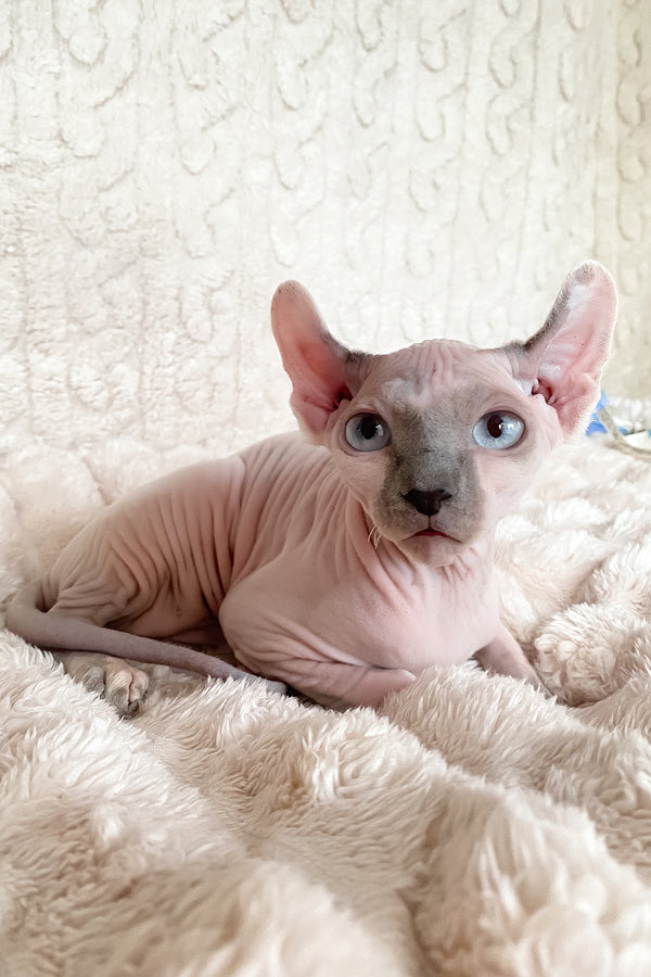 Lermon | Elf Sphynx Kitten