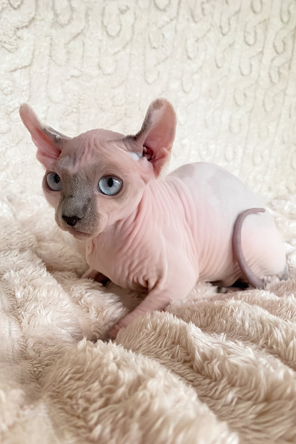 Lermon | Elf Sphynx Kitten