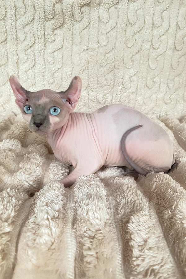 Lermon | Elf Sphynx Kitten