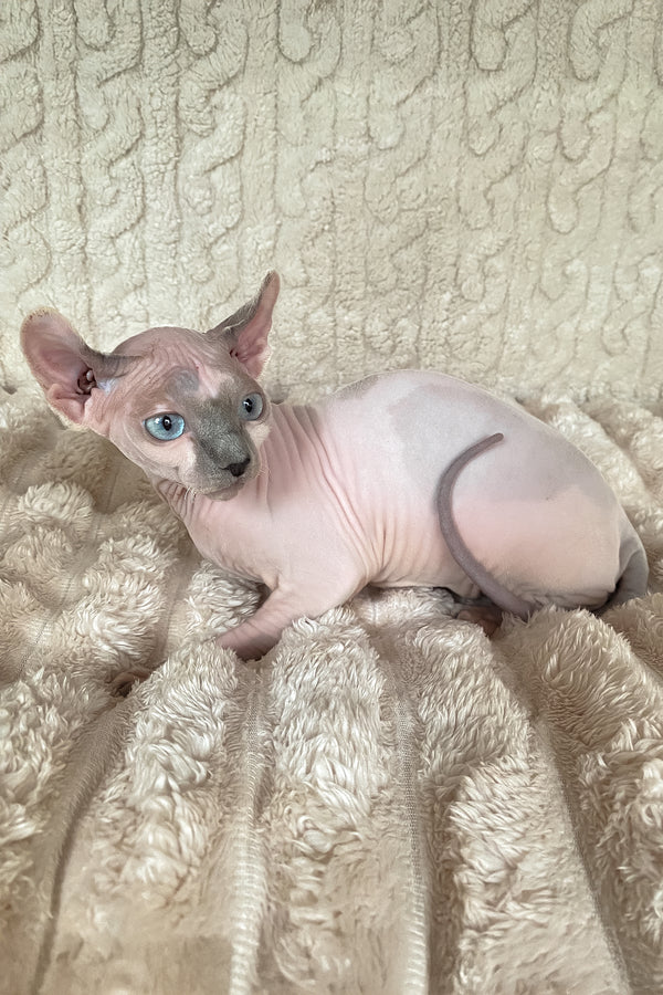 Lermon | Elf Sphynx Kitten