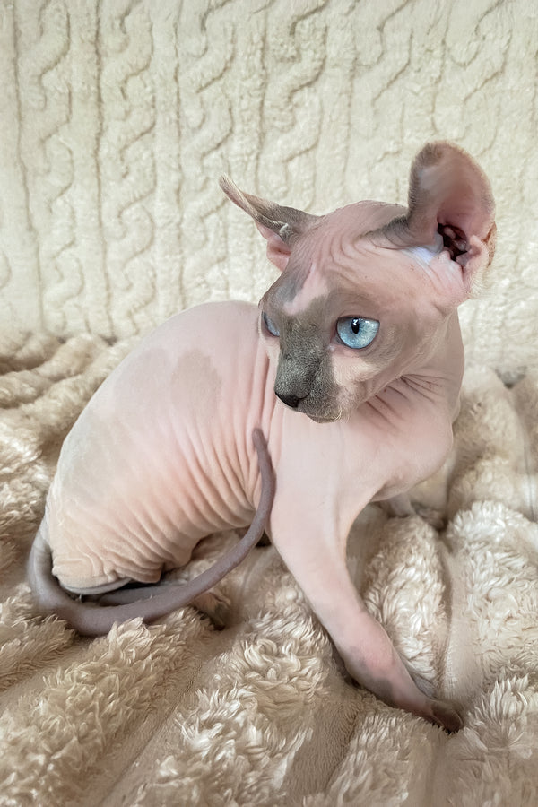Lermon | Elf Sphynx Kitten