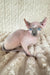 Lermon | Elf Sphynx Kitten