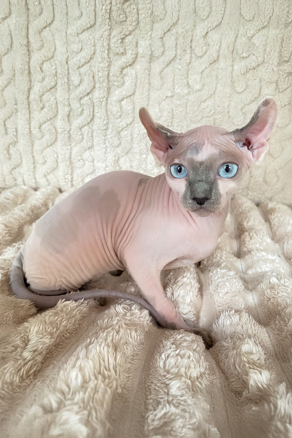 Lermon | Elf Sphynx Kitten