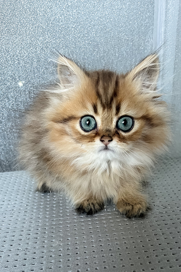 Lesli | British Longhair Kitten
