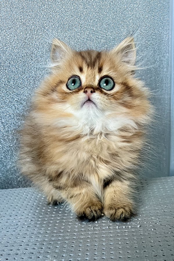 Lesli | British Longhair Kitten