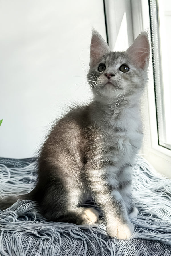 Leta | Maine Coon Kitten