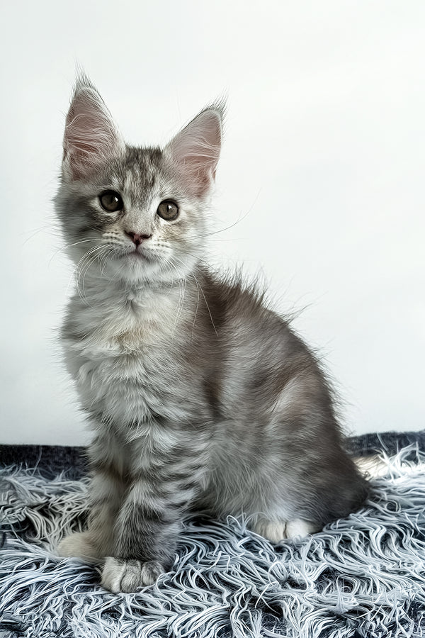 Leta | Maine Coon Kitten
