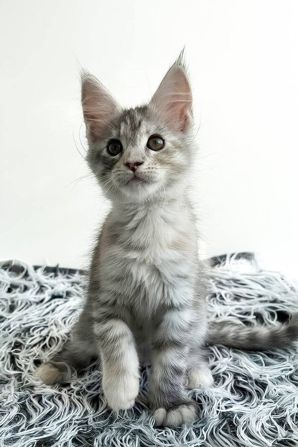 Leta | Maine Coon Kitten