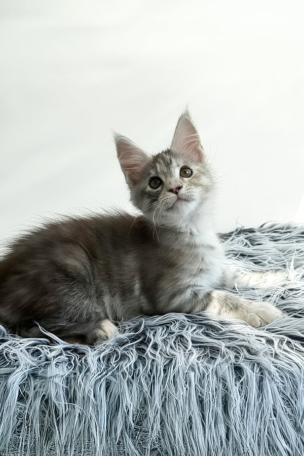 Leta | Maine Coon Kitten