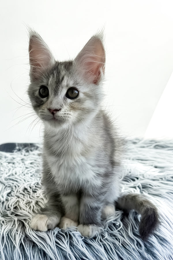 Leta | Maine Coon Kitten