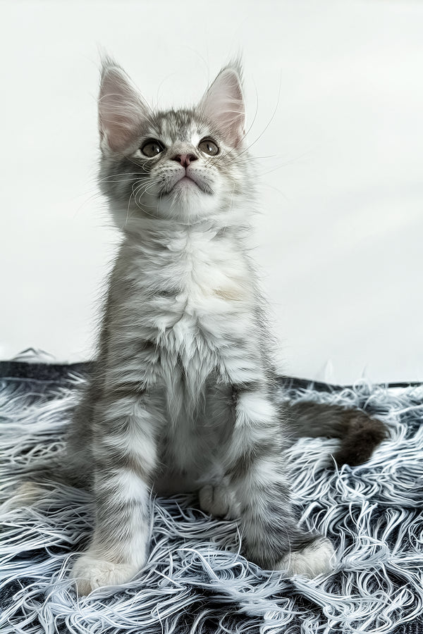 Leta | Maine Coon Kitten