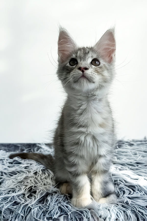 Leta | Maine Coon Kitten