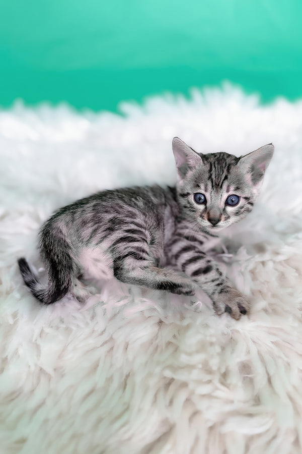 Lexus | Bengal Kitten