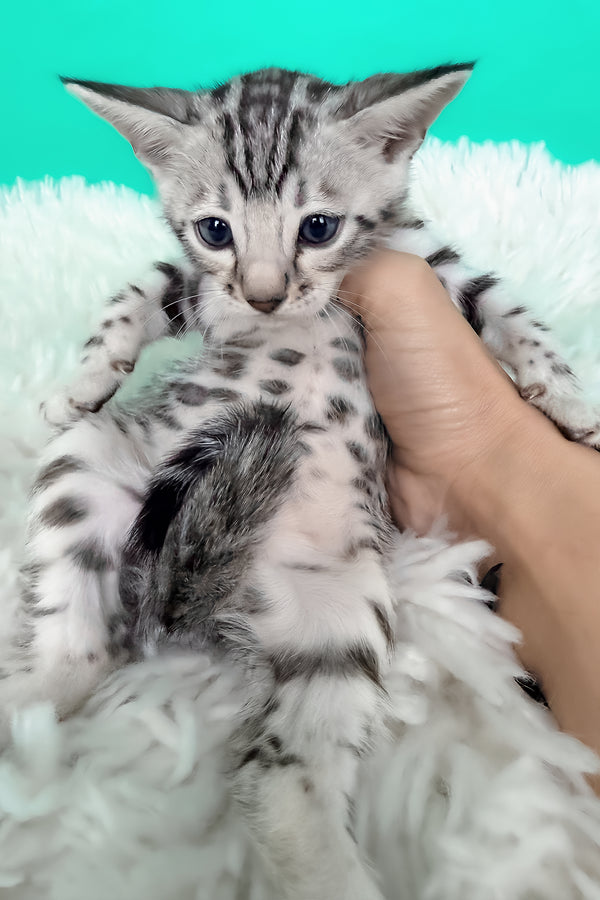 Lexus | Bengal Kitten