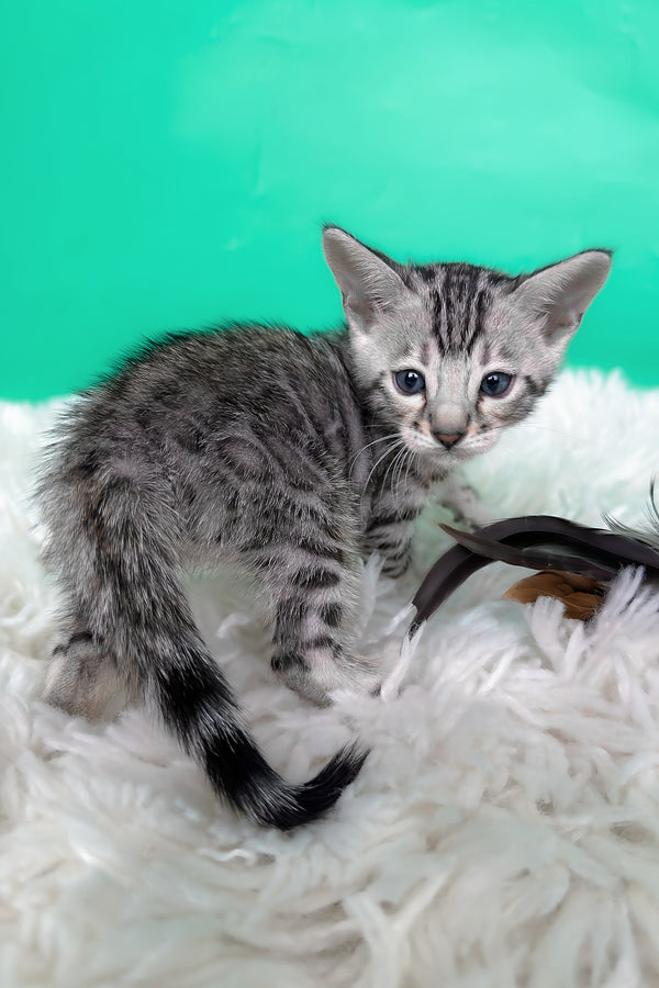 Lexus | Bengal Kitten