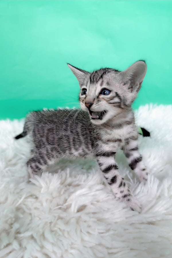 Lexus | Bengal Kitten