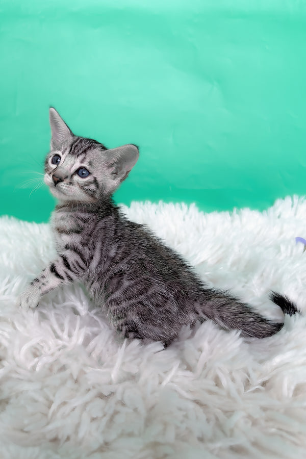 Lexus | Bengal Kitten