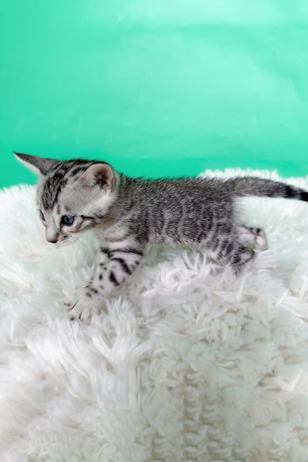Lexus | Bengal Kitten