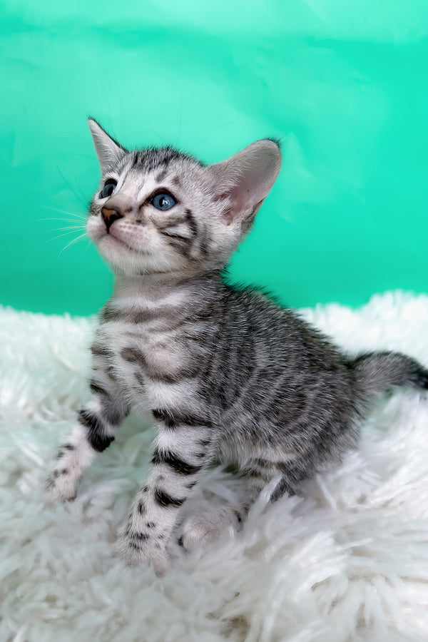 Lexus | Bengal Kitten