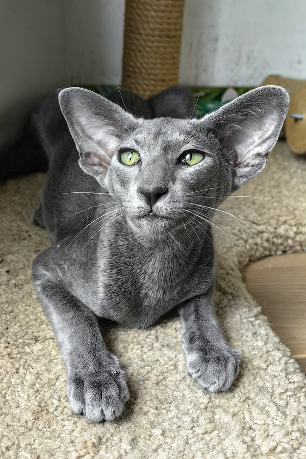 Liana | Oriental Shorthair Kitten