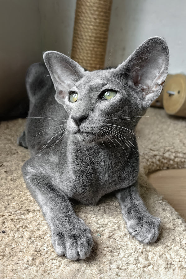 Liana | Oriental Shorthair Kitten