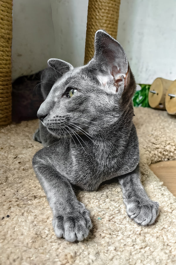 Liana | Oriental Shorthair Kitten