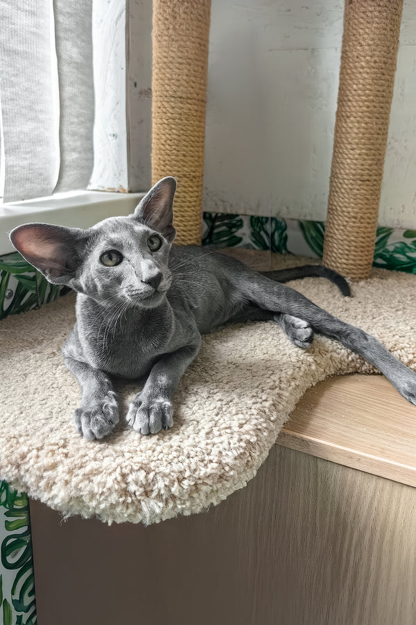 Liana | Oriental Shorthair Kitten